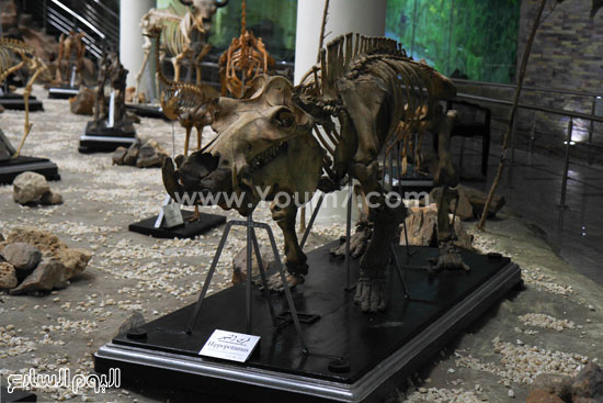 زوجة رئيس سلوفنيا السابق تتفقد المتحف الحيوانى بحديقة الجيزة (5)