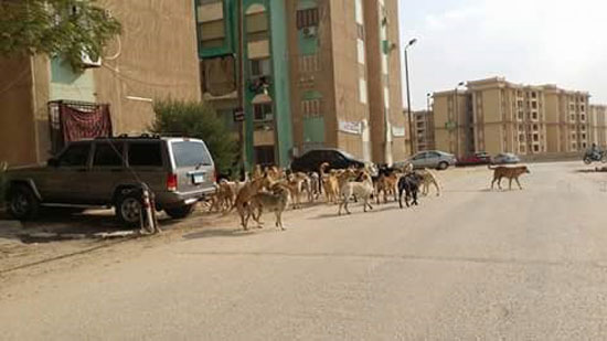 صحافة المواطن، صور وابعت، الكلاب الضالة، زهراء مدينة نصر (2)