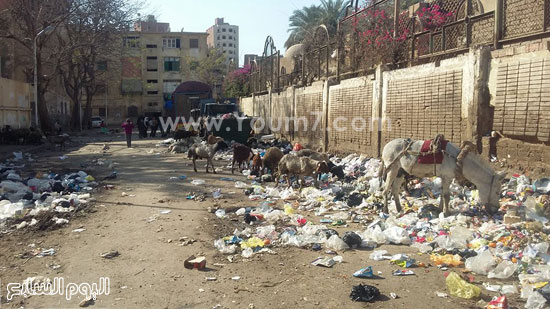 هيئات النظافة، القمامة، محافظة القاهرة، البيئة، شجرة مريم ، حى المطرية  (11)