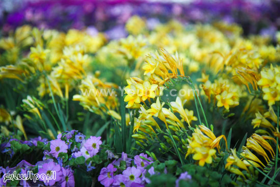 وزير الرى محافظ القليوبية معرض زهور الربيع القناطر الخيرية (9)