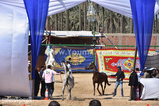 مهرجان-البحيرة-الدولى-التاسع-للخيول-العربية-الأصيلة-(1)