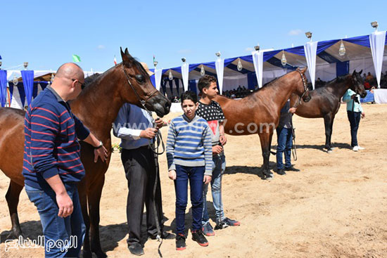 مهرجان-البحيرة-الدولى-التاسع-للخيول-العربية-الأصيلة-(5)