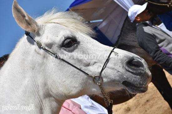 مهرجان-البحيرة-الدولى-التاسع-للخيول-العربية-الأصيلة-(7)