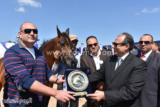 مهرجان-البحيرة-الدولى-التاسع-للخيول-العربية-الأصيلة-(13)