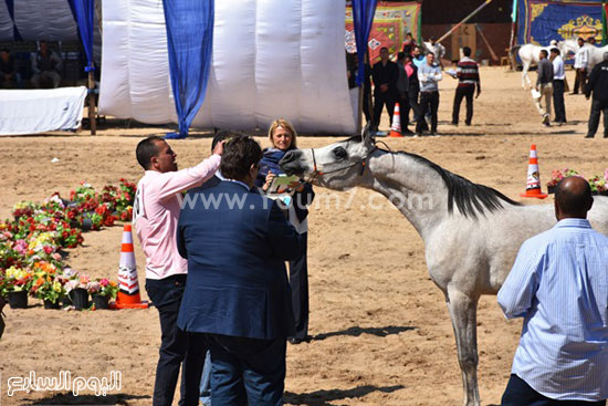 مهرجان-البحيرة-الدولى-التاسع-للخيول-العربية-الأصيلة-(14)