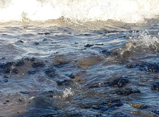 تلوث بترولى على شواطئ رأس غارب فى البحر الأحمر (1)