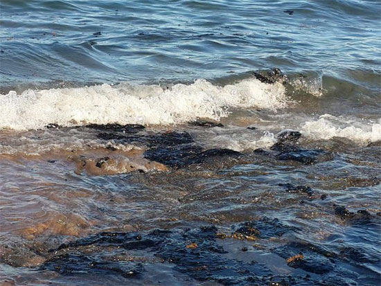 تلوث بترولى على شواطئ رأس غارب فى البحر الأحمر (2)