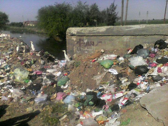 صحافة المواطن ، صور وابعت ، قرية صندفا، المنيا ، انتشار القمامة، اخبار المنيا (1)