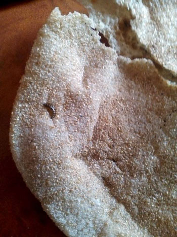 حشرة داخل رغيف الخبز (2)