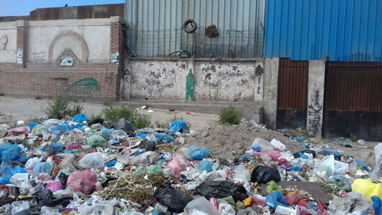 القمامة فى قنال المحمودية بالإسكندرية (6)