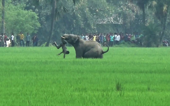 افيال فيل الهند اخبار الهند (1)