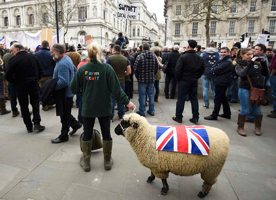 احتجاج المزارعين في لندن (4)