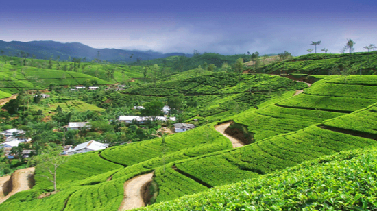 3-مزارع الشاى فى سريلانكا