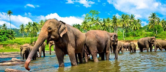 7-السياحة فى سريلانكا
