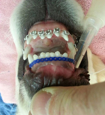 الكلب ويلسى -تقويم الأسنان (1)