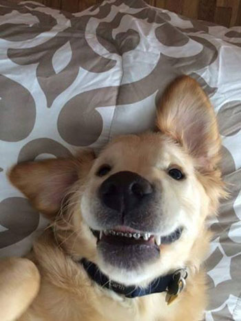 الكلب ويلسى -تقويم الأسنان (3)