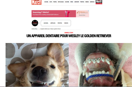 الكلب ويلسى -تقويم الأسنان (4)