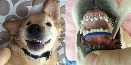الكلب ويلسى -تقويم الأسنان (5)