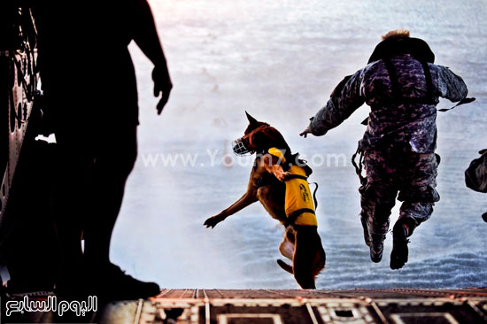	أحد الجنود مع كلبه يقفزون فى الماء -اليوم السابع -4 -2015