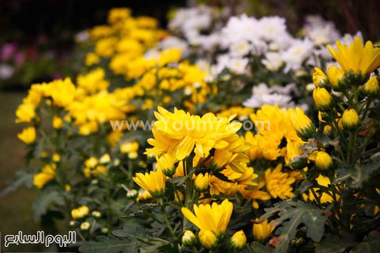 حديقة الأورمان تتزين بالورود قبل احتفالات شم النسيم -اليوم السابع -4 -2015