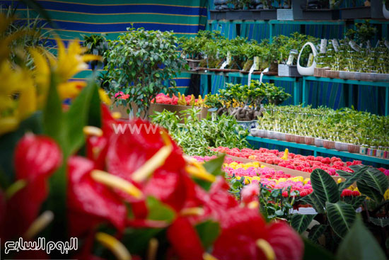 أنواع جديدة من نباتات الزينة فى المعرض السنوى للزهور -اليوم السابع -4 -2015