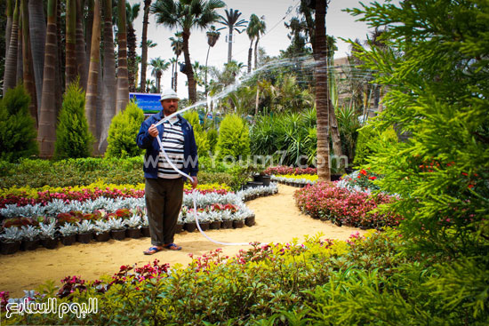 أحد عمال الحديقة يروى الزهور -اليوم السابع -4 -2015