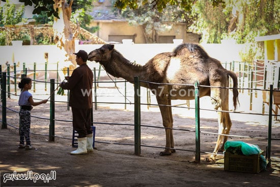 الجمل الآسيوى داخل حديقة حيوان الجيزة -اليوم السابع -4 -2015