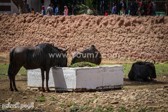  أبوحراب السودانى -اليوم السابع -4 -2015