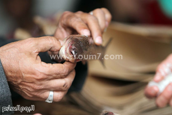 	أحد المواطنين يفحص الفسيخ قبل شرائه  -اليوم السابع -4 -2015