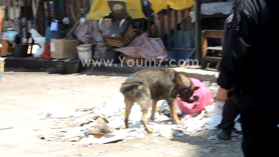 كلب بوليسى أثناء إجراءات تمشيط محيط المحطات -اليوم السابع -4 -2015