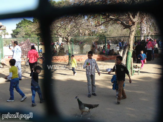طفل يطارد النعامة داخل قفصها -اليوم السابع -4 -2015