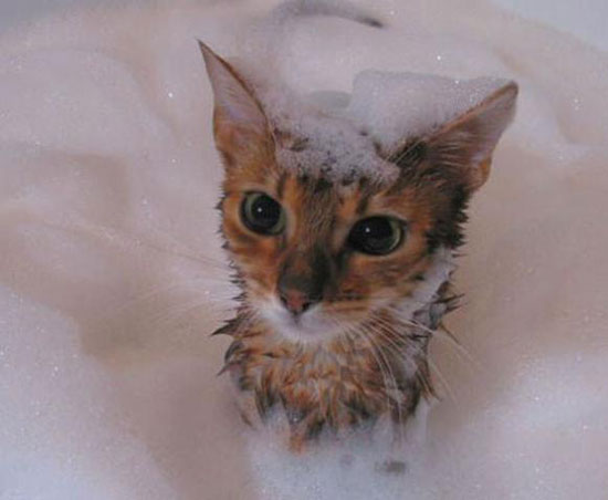 القطط تعشق النظافة -اليوم السابع -4 -2015