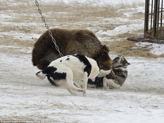 معركة شرسة بين الدب والكلاب -اليوم السابع -4 -2015