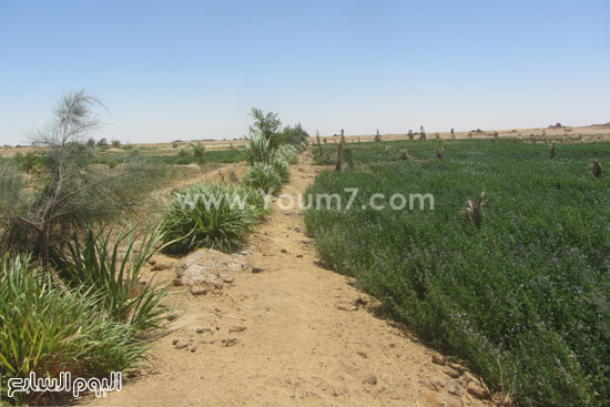 مساحات كبيرة من الأراضى التى تم زراعتها بالمنطقة  -اليوم السابع -4 -2015