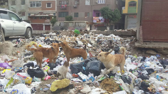 الكلاب الضالة تنتشر على أكوام القمامة -اليوم السابع -4 -2015