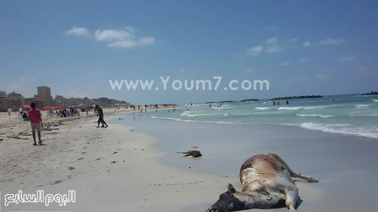 كلب نافق على شاطئ النخيل -اليوم السابع -4 -2015