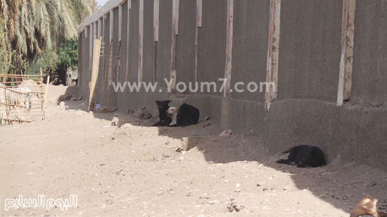 الكلاب تنتشر حول عشة أسرة سعد -اليوم السابع -4 -2015