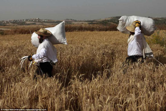  اليهود المتشددون يخزنون القمح لمدة عام قبل أن يصح لهم استخدامه -اليوم السابع -4 -2015