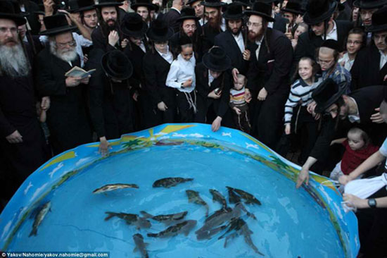  اليهود الأرثوذكس يلقون بالطعام إلى الماء ليتخلصوا من ذنوبهم بهذا الشكل -اليوم السابع -4 -2015