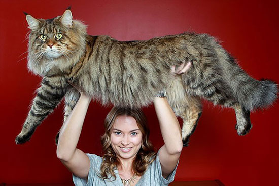 قطة من الممكن أن تكون أضخم قطة فى العالم  -اليوم السابع -4 -2015