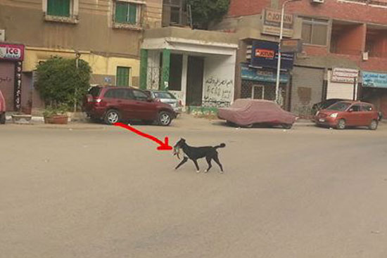 الكلب يلتقط القطة من منتصف الشارع -اليوم السابع -4 -2015