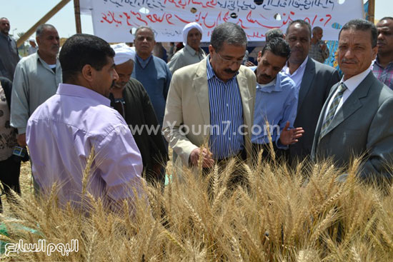  السكرتير العام يتفقد محصول القمح -اليوم السابع -4 -2015