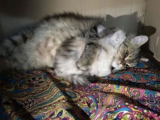 القطة كيتى تحتضن القطة الصغيرة -اليوم السابع -4 -2015