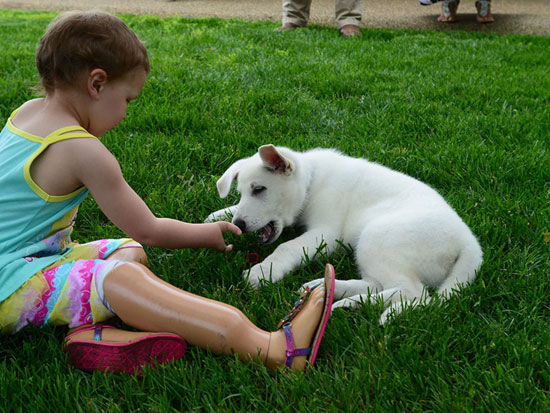 الطفلة مع كلبها الصغير المصاب ببتر فى قدمه مثلها تماما  -اليوم السابع -4 -2015