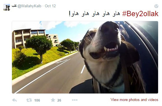 هو كلب نشيط أيضًا يشارك بتحديثات حول حالة الطريق.. لكن بالنباح -اليوم السابع -4 -2015