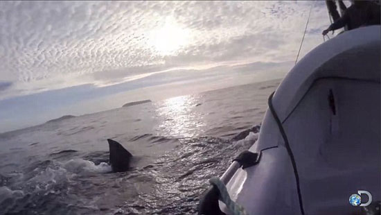 هجمات شرسة من القرش الأبيض  -اليوم السابع -4 -2015