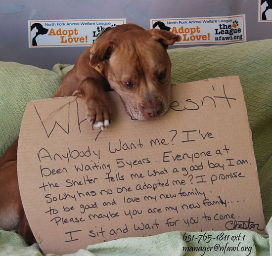  رسالة الكلب التى بثت عبر فيس بوك  -اليوم السابع -4 -2015