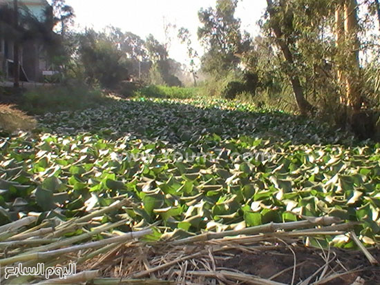 	ورد النيل يهدد الارض بالجفاف -اليوم السابع -4 -2015