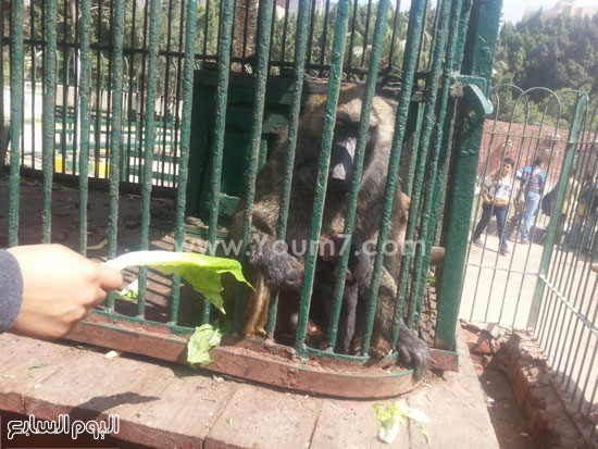 القردة سمر تضع مولدها الجديد عيد بحديقة حيوان الزقازيق (1)