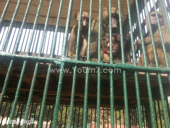 القردة سمر تضع مولدها الجديد عيد بحديقة حيوان الزقازيق (2)